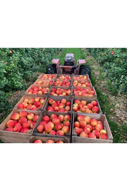 Яблуня Хоней Крісп дерево